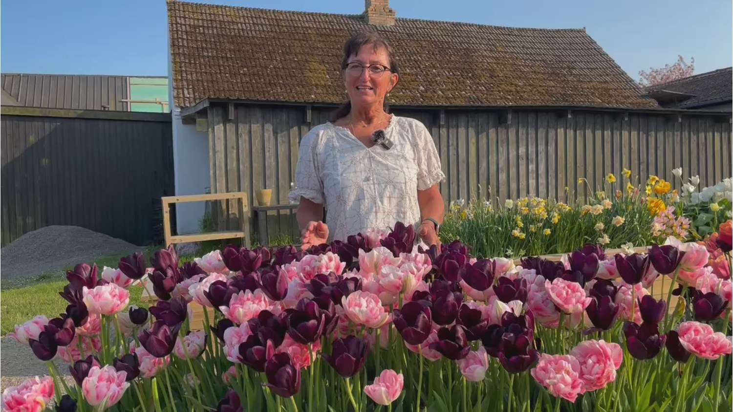 Mélange de tulipes 'Isabella'
